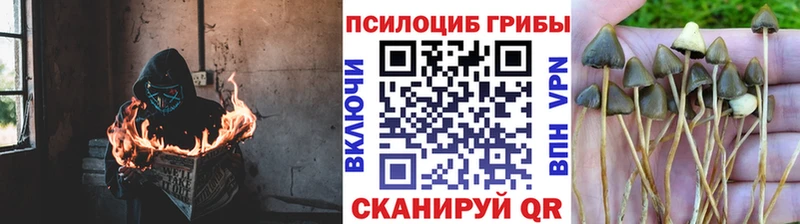 darknet Telegram  Богородицк  Галлюциногенные грибы Magic Shrooms 